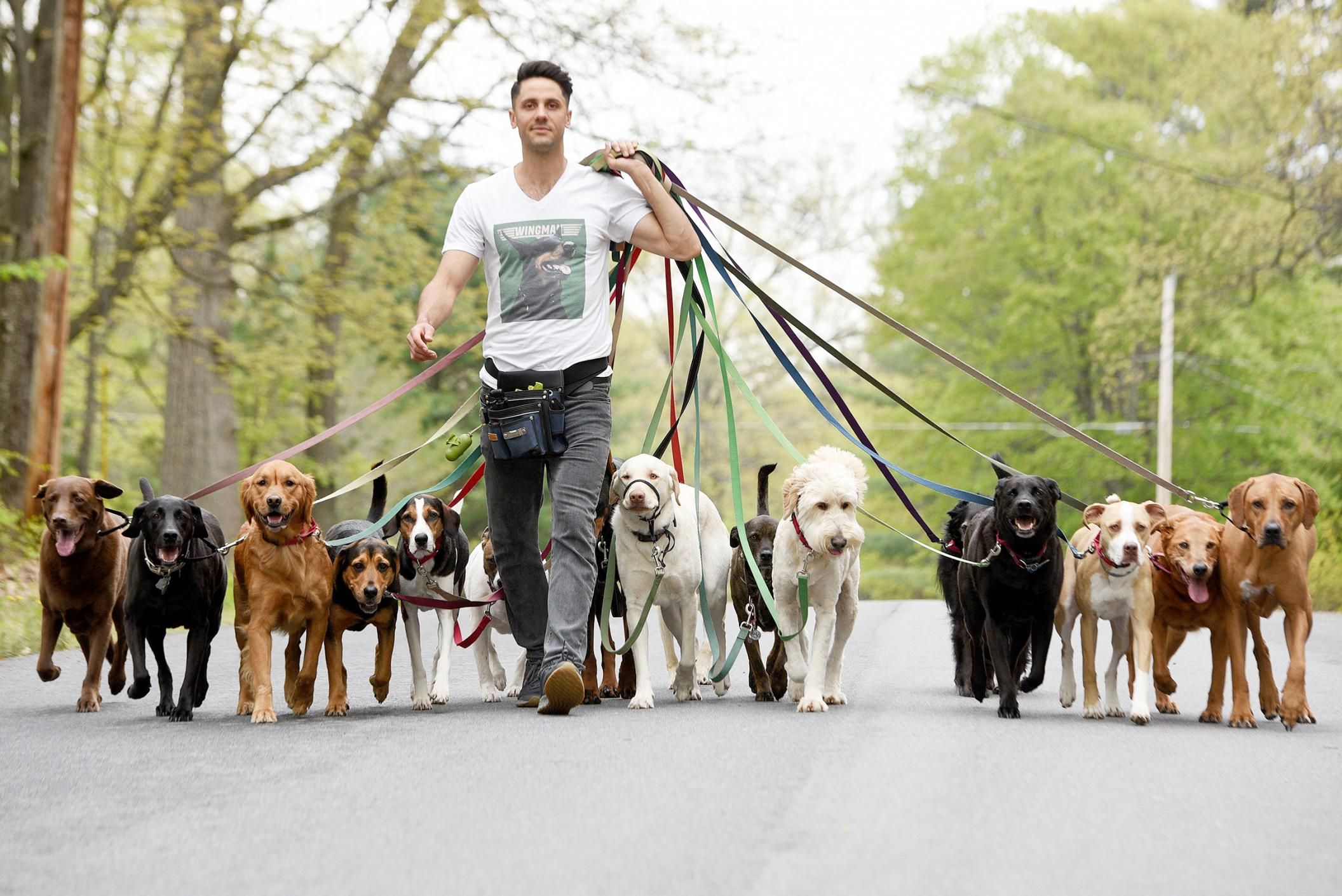 Professional Dog Walking Services
